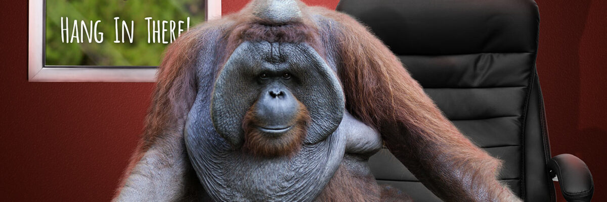 Feature Image for Article - What to do when marketing makes you feel dumb